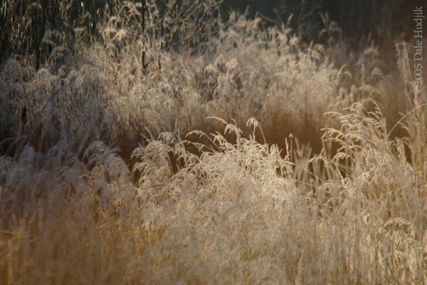 Light Thru Trees