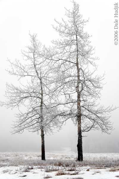 Two Frosty Trees