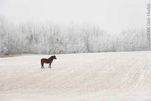 Horse in Frosty Field