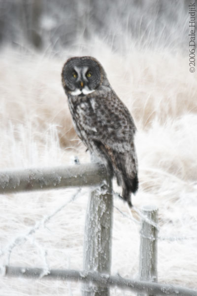 Large Owl on Frosty Pole