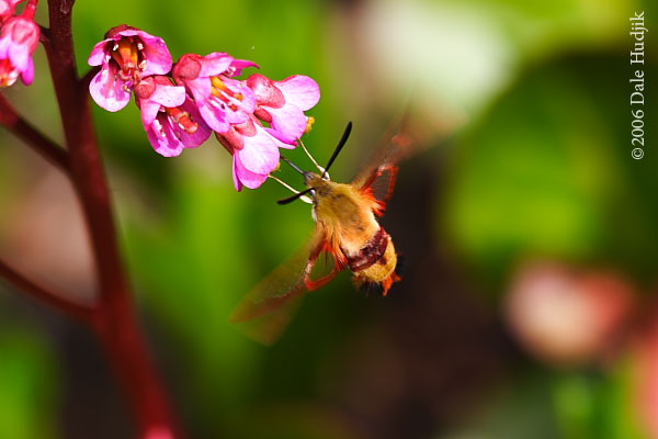 Hummingbird Moth