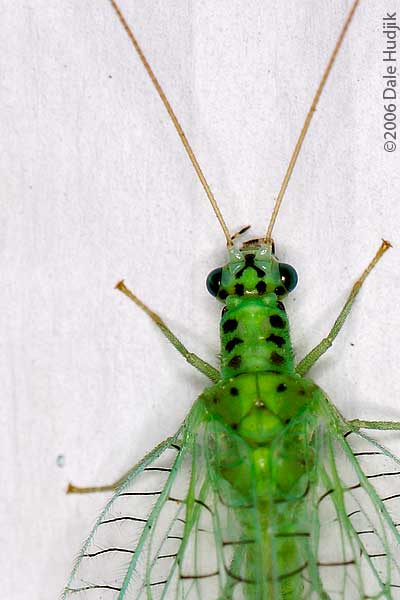 Lacewing (full body)