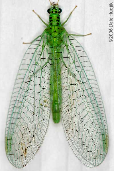 Lacewing (head)