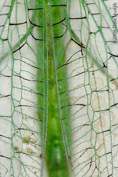 Lacewing (detail of wing)