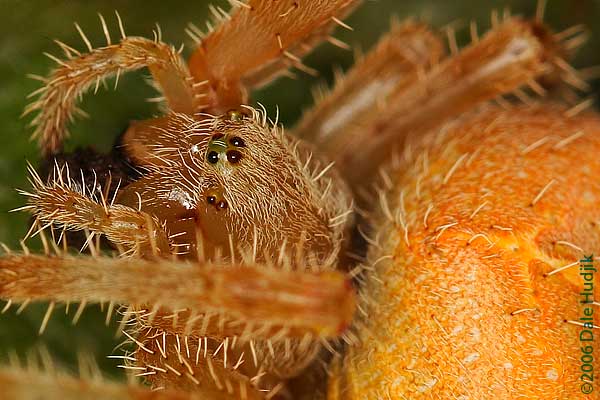 Close Up of Jewel Spider