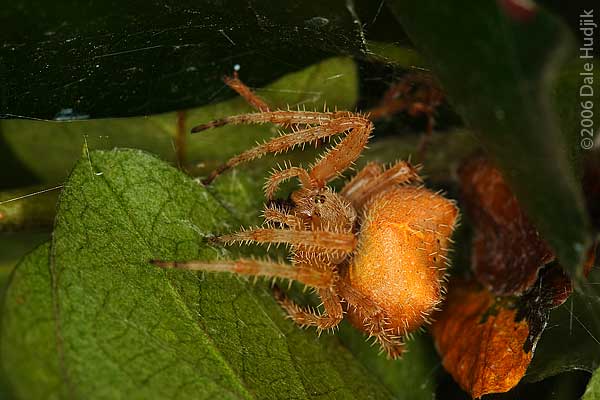 Macro Photo of a Jewel Spider