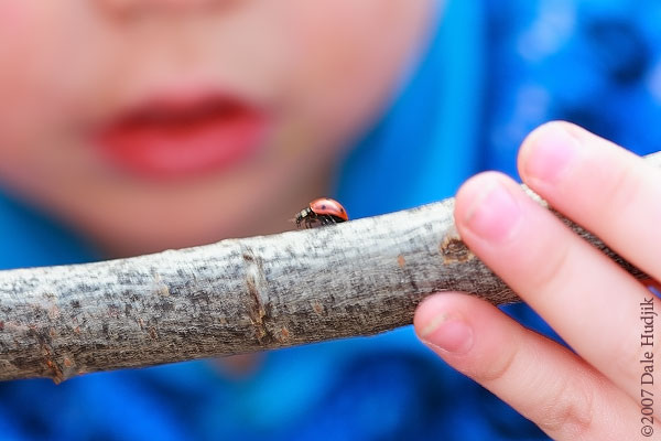 little boy looking at ladybug