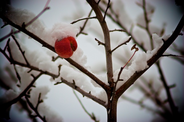 Apple on Snowy Tree