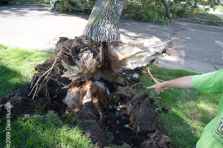 Uprooted Trees