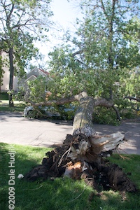 Uprooted Trees