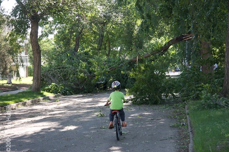 Uprooted Trees