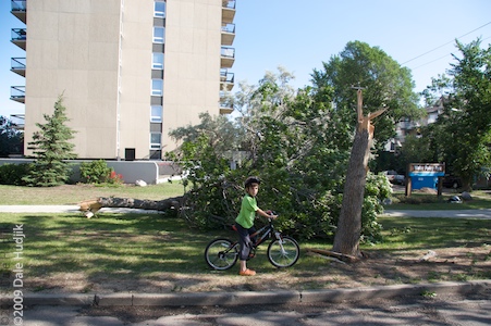 Uprooted Trees