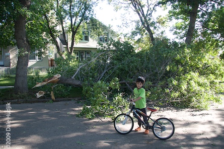 Uprooted Trees