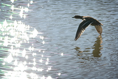 bird in flight