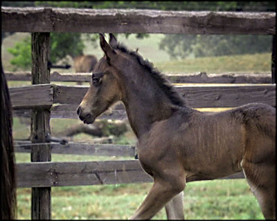 foal